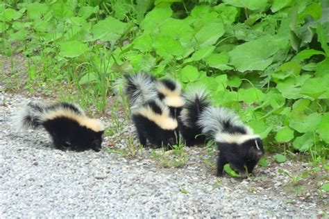 Skunk synonyms, skunk pronunciation, skunk translation, english dictionary definition of skunk. Skunks and Porcupines, Masters of Defence | In The Hills
