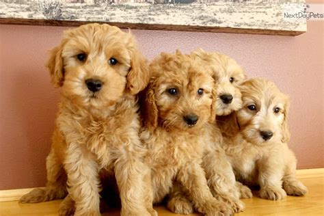 Goldendoodle Puppy For Sale Near Madison Wisconsin 182c689b B531