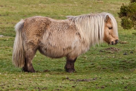 Fileshetland Pony On Belstone Common Dartmoor