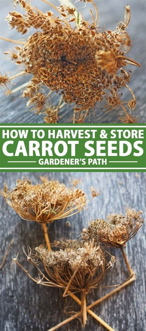 How To Harvest And Save Carrot Seeds Gardeners Path Carrot Seeds