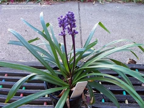 Grass with little purple flowers. PlantFiles Pictures: Liriope, Lily Turf, Lilyturf, Monkey ...