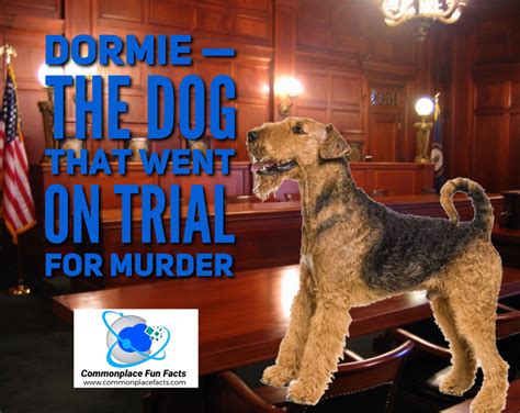 Dormie — The Dog That Went On Trial For Murder Commonplace Fun Facts