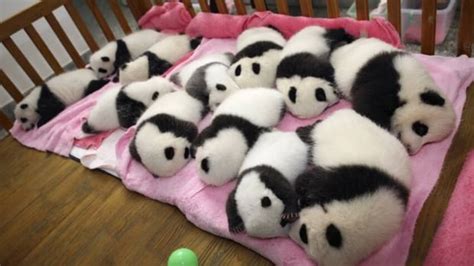 Panda Monium In China As 12 Cubs Shown Off Cbc News