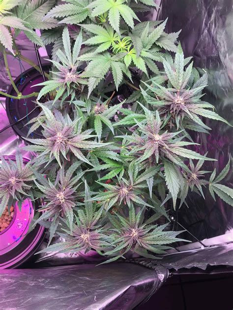 Seedsman Purple Kush Cbd Auto Grow Journal Week7 By Zauto Growdiaries