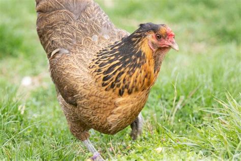 Easter Egger Chicken Appearance Personality And Egg Laying Habits