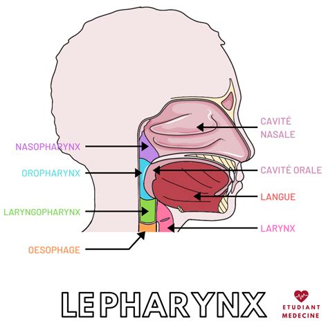 Le Pharynx