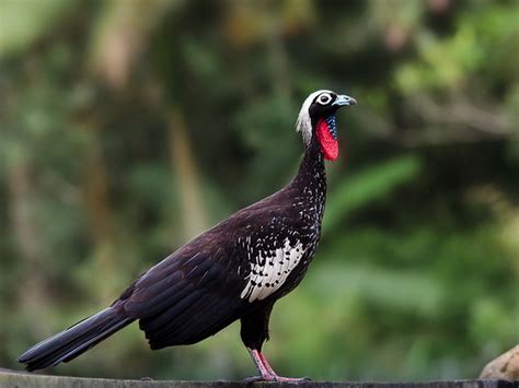 Foto Jacutinga Aburria Jacutinga Por José Kachimareck Wiki Aves A