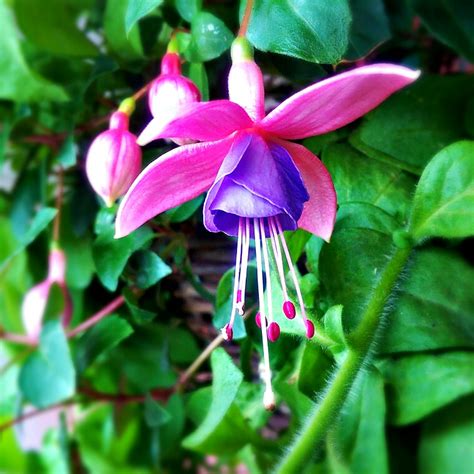 Fuchsia Westminster Chimes Fuchsia Westminster Chimes In Gardentags