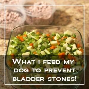 Cats prone to bladder stones should not eat dry food. What I Feed my Dog to Prevent Bladder Stones!