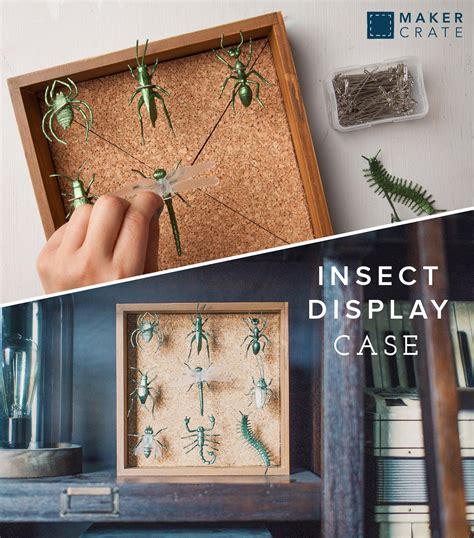 Insect Display Case Maker Crate