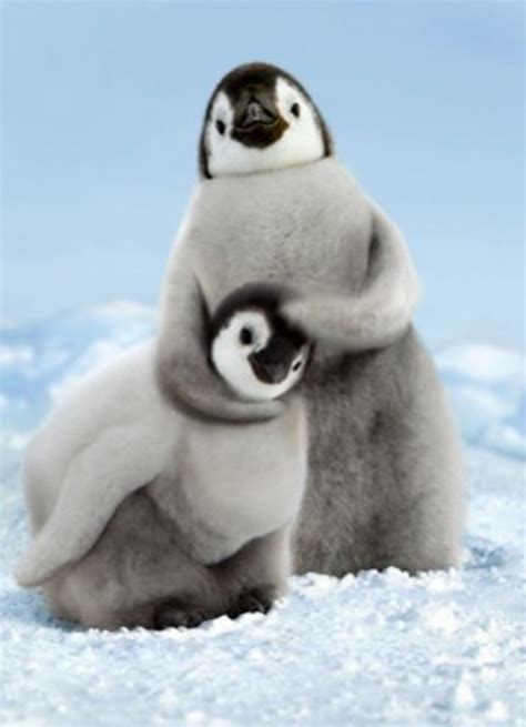 Cute Baby Penguins Quotes Quotesgram