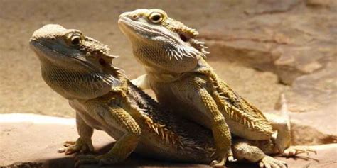 Can Bearded Dragons Live Together 3 Reason Why They Cant Reptiles Guide
