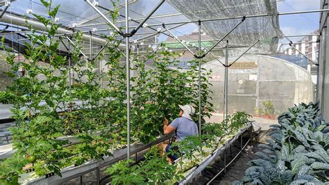 A Better Greenhouse For Urban Farming In A Tropical Climate