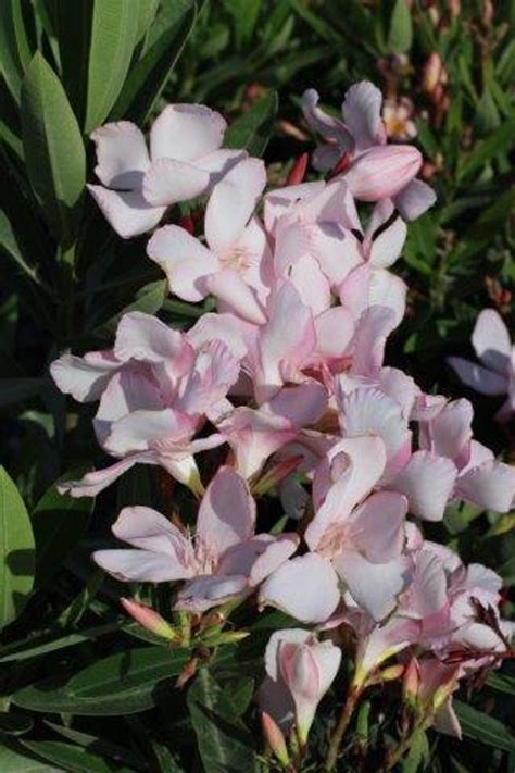 Nerium Oleander Pink Beauty Devil Mountain Wholesale Nursery
