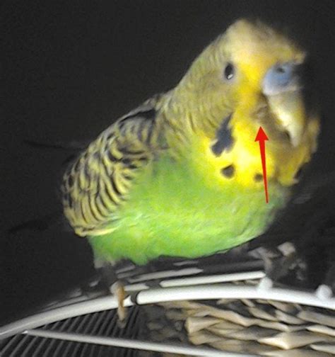 Small Growth On A Side Of A Budgies Beak Budgies