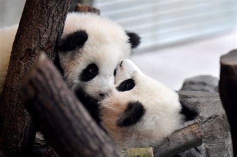 Des Bébés Pandas Nés Au Zoo De Berlin Présentés Au Public