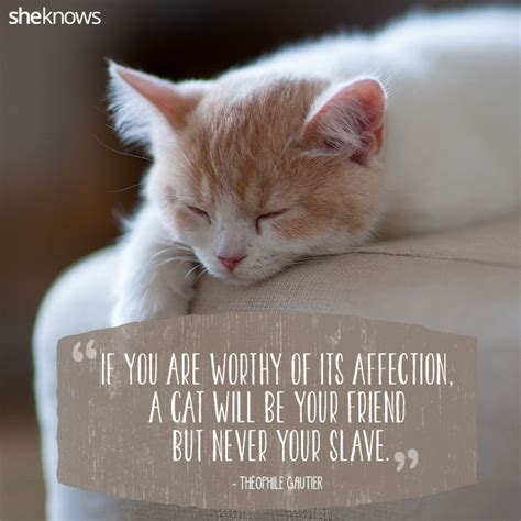 50 Cat Quotes That Only Feline Lovers Would Understand Cat Love