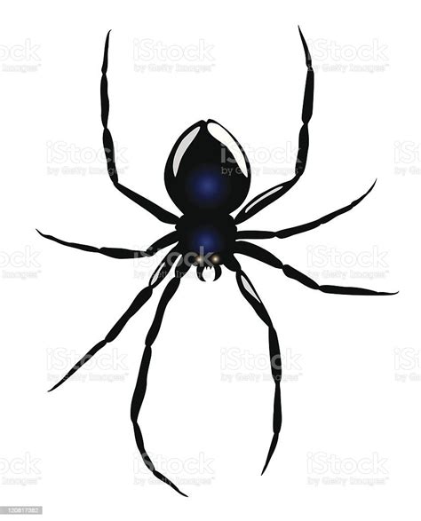 Black Widow Spider Stock Illustration Download Image Now Animal