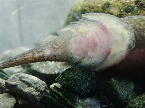 Absurd Creature Of The Week This Fish Can Support 300 Times Its Weight