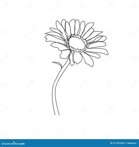 Hand Drawn Chamomile Outline Drawing Isolated On White Daisy Flower