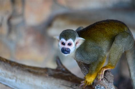 Squirrel Monkey Zoo And Snake Farm New Braunfels