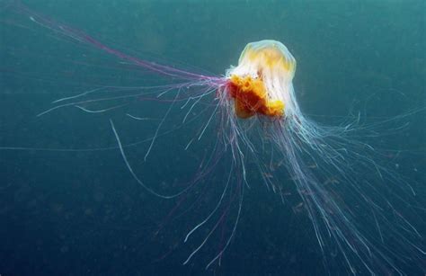 Самая большая медуза в мире Интересные факты