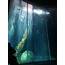 A Tall Curved Aquarium  Pics