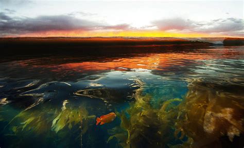Roark Gourley Underwater Sunset