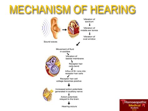 Mechanism Of Hearing Flowchart