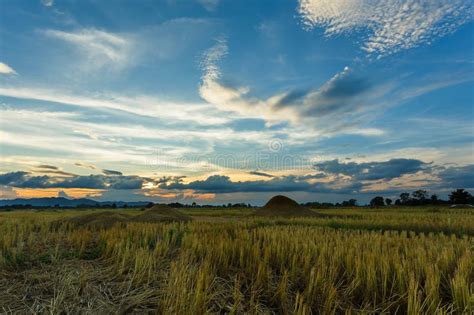 Paddy Field Beautiful Landscape Sunrise Sunset Stock