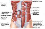 Images of Core Muscles And Abs