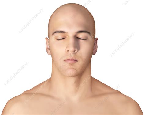 Male Face Illustration Stock Image C0392117 Science Photo Library