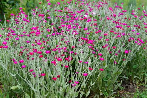 32 Gorgeous Pink Perennial Flowers That Will Bloom Forever 2022