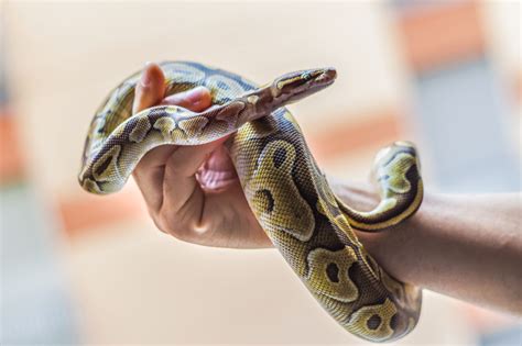 His name was hopper and he was a rabbit.hopper lived a short life before ending up buried in my backyard. A List of Popular Types of Pet Snakes With Facts And ...
