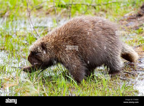 A North American Porcupine Erethizon Dorsatum Wandering Through The
