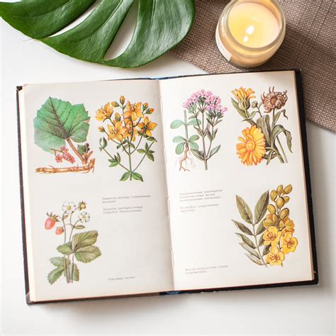 Vintage Botanical Book 24 Pages With Color Plants And Herbs Etsy