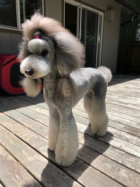 Choco Standard Poodle Haircuts Poodle Haircut Styles Poodle Puppy