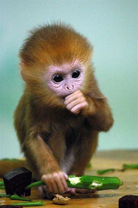 Pin By Julia Smith On Animals Monkeys Cute Monkey Cute Baby