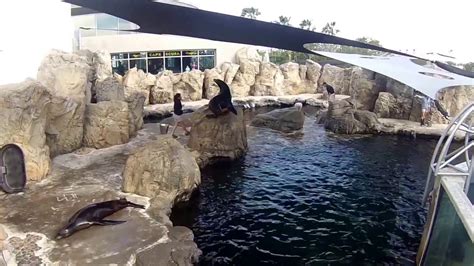 Aquarium Of The Pacific Long Beach Sea Lions Show Youtube