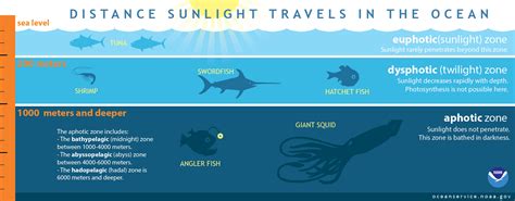 How Far Does Light Travel In The Ocean
