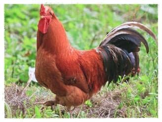 Gambar Ayam Jantan Bertelur - Animasi Korea Meme Lucu Emo ...