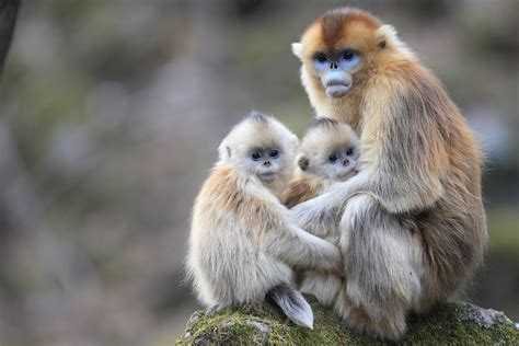 Golden Snub Nosed Monkeys Nurse Each Others Babies