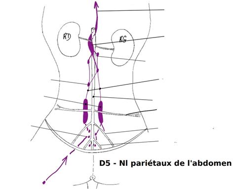 Nœuds Lymphatiques Pariétaux De Labdomen Diagram Quizlet