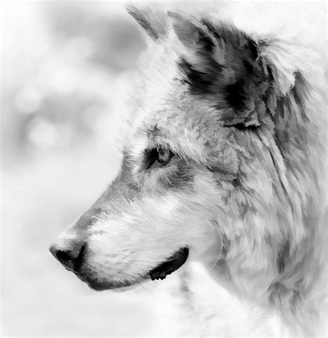 Grey Wolf Close Up Photograph By Athena Mckinzie Fine Art America