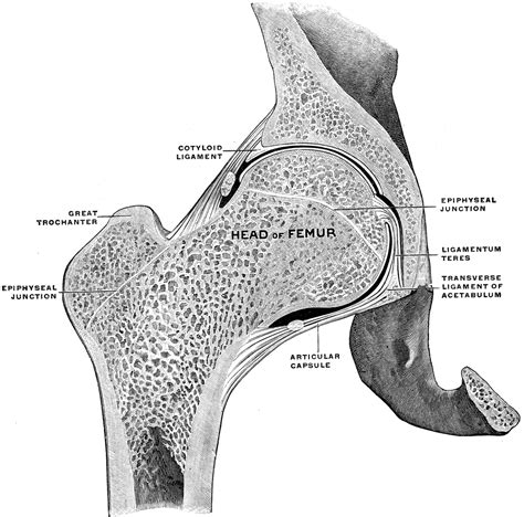 Complete Anatomy Of Hip Joint Drytyred
