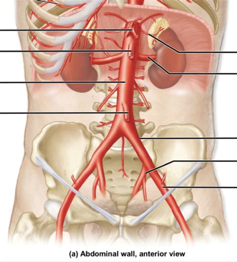 Lab Arteries Thoracic Aorta Abdominal Aorta Diagram Quizlet My XXX