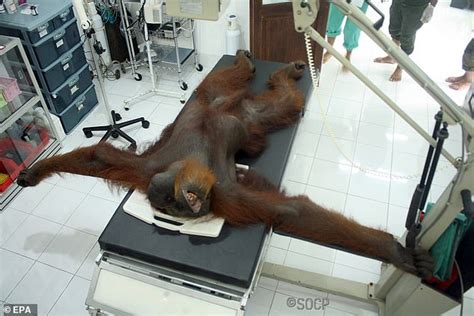 Orangutan Is Found Blinded And Riddled With 24 Air Rifle Pellets Daily Mail Online