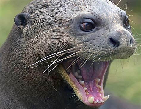 A Killer Otter Has Plundered Over £10k Worth Of Fish From A Devastated