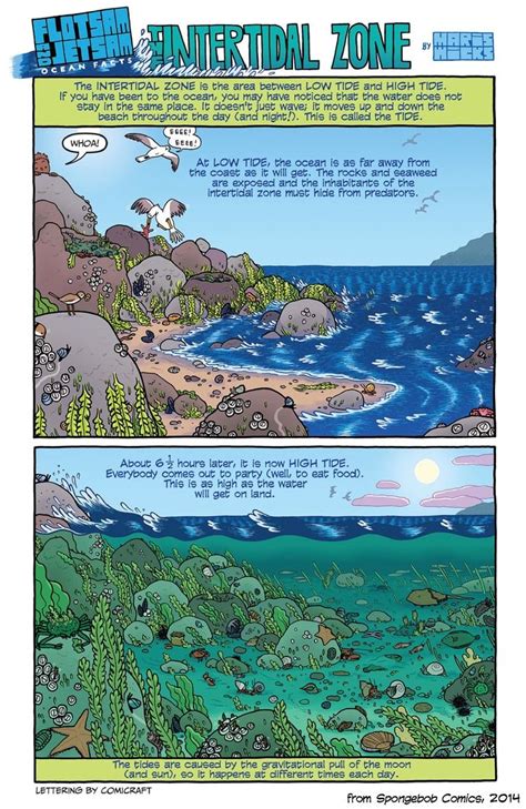 The Intertidal Zone Comic Book Kahoonica