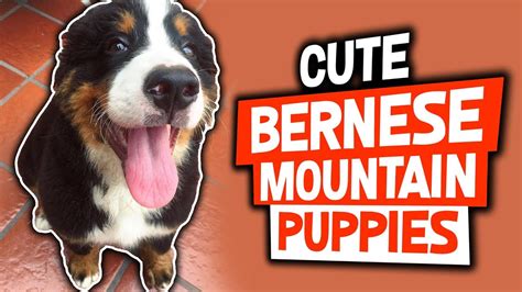 Cute Bernese Mountain Dog Puppies Compilation Youtube